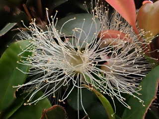 P3300559a